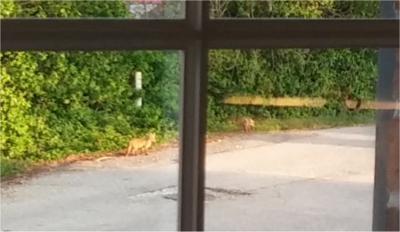 Fox in the street