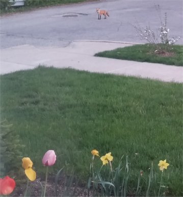 mama fox and pups