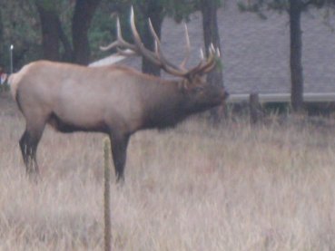 Bull Elk