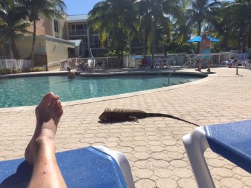 Pool side iguana