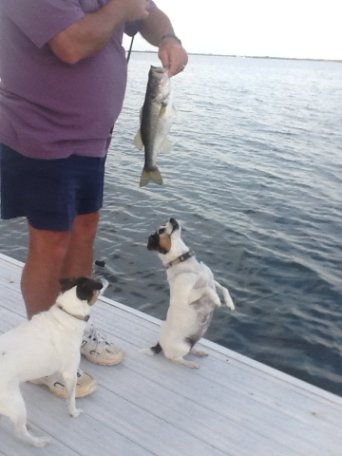 Darby wanting the fish